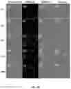 Fig. 84 - Upconversion nanoparticle peptide conjugates