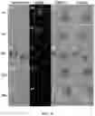 Fig. 86 - Upconversion nanoparticle peptide conjugates