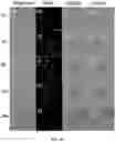 Fig. 90 - Upconversion nanoparticle peptide conjugates