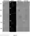 Fig. 92 - Upconversion nanoparticle peptide conjugates