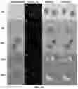Fig. 96 - Upconversion nanoparticle peptide conjugates