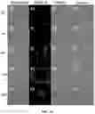 Fig. 98 - Upconversion nanoparticle peptide conjugates