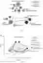 Fig. 09 - USE OF SUMF2 GENE AS A GENE THERAPY TARGET FOR PREVENTING AND/OR TREATING ALLERGIC ASTHMA ATTACK AND REDUCING AIRWAY HYPERRESPONSIVENESS