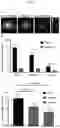 Fig. 12 - A UROKINASE PLASMINOGEN ACTIVATOR RECEPTOR-TARGETING PEPTIDE