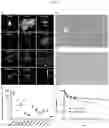 Fig. 13 - A UROKINASE PLASMINOGEN ACTIVATOR RECEPTOR-TARGETING PEPTIDE