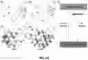 Fig. 12 - CARBON QUANTUM DOTS AND USES THEREOF