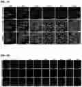 Fig. 18 - CARBON QUANTUM DOTS AND USES THEREOF