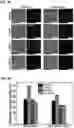 Fig. 22 - CARBON QUANTUM DOTS AND USES THEREOF