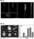 Fig. 23 - CARBON QUANTUM DOTS AND USES THEREOF