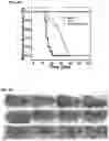 Fig. 29 - CARBON QUANTUM DOTS AND USES THEREOF