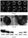 Fig. 08 - SYSTEM AND METHOD FOR QUANTITATIVE MAPPING OF MITOCHONDRIAL COMPLEX 1