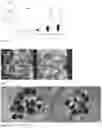 Fig. 04 - Composition of substantially spherical granule for bone regeneration