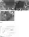 Fig. 05 - Composition of substantially spherical granule for bone regeneration