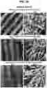 Fig. 13 - 3D VASCULARIZED HUMAN OCULAR TISSUE FOR CELL THERAPY AND DRUG DISCOVERY