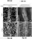 Fig. 14 - 3D VASCULARIZED HUMAN OCULAR TISSUE FOR CELL THERAPY AND DRUG DISCOVERY