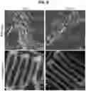 Fig. 16 - 3D VASCULARIZED HUMAN OCULAR TISSUE FOR CELL THERAPY AND DRUG DISCOVERY