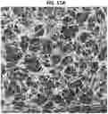 Fig. 19 - 3D VASCULARIZED HUMAN OCULAR TISSUE FOR CELL THERAPY AND DRUG DISCOVERY
