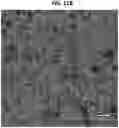 Fig. 20 - 3D VASCULARIZED HUMAN OCULAR TISSUE FOR CELL THERAPY AND DRUG DISCOVERY