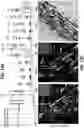 Fig. 23 - 3D VASCULARIZED HUMAN OCULAR TISSUE FOR CELL THERAPY AND DRUG DISCOVERY