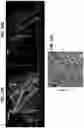 Fig. 26 - 3D VASCULARIZED HUMAN OCULAR TISSUE FOR CELL THERAPY AND DRUG DISCOVERY