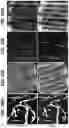 Fig. 27 - 3D VASCULARIZED HUMAN OCULAR TISSUE FOR CELL THERAPY AND DRUG DISCOVERY