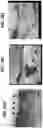 Fig. 28 - 3D VASCULARIZED HUMAN OCULAR TISSUE FOR CELL THERAPY AND DRUG DISCOVERY