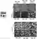 Fig. 29 - 3D VASCULARIZED HUMAN OCULAR TISSUE FOR CELL THERAPY AND DRUG DISCOVERY