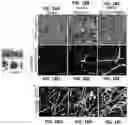 Fig. 30 - 3D VASCULARIZED HUMAN OCULAR TISSUE FOR CELL THERAPY AND DRUG DISCOVERY
