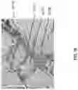 Fig. 17 - LIQUID COMPOSITION AND POROUS HARDENED MATERIAL COMPRISING TETRAFLUOROETHYLENE AND VINYL MOIETY CO-POLYMERS