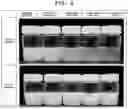 Fig. 08 - TISSUE RESTORATION COMPOSITION