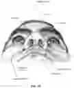 Fig. 10 - CONDUIT HEADGEAR