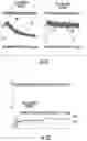 Fig. 18 - SYSTEMS AND METHODS FOR SELECTIVELY OCCLUDING THE SUPERIOR VENA CAVA FOR TREATING HEART CONDITIONS