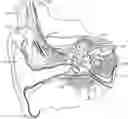 Fig. 01 - Cochlear Implant Fitting Based on Neuronal Status