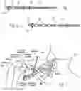 Fig. 21 - Systems and methods to place one or more leads in tissue for providing functional and/or therapeutic stimulation