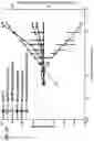 Fig. 11 - Stimulation of a nerve supplying the spleen
