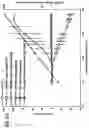 Fig. 12 - Stimulation of a nerve supplying the spleen