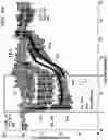 Fig. 13 - Stimulation of a nerve supplying the spleen