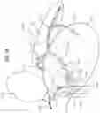 Fig. 26 - Stimulation of a nerve supplying the spleen