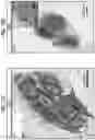 Fig. 30 - Stimulation of a nerve supplying the spleen