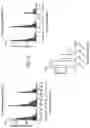 Fig. 40 - Stimulation of a nerve supplying the spleen