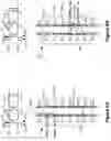 Fig. 05 - Ramping of Neural Dosing for Comprehensive Spinal Cord Stimulation Therapy