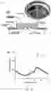 Fig. 11 - NOVEL PERIPHERAL NERVE INTERFACE DEVICE