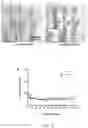 Fig. 12 - NOVEL PERIPHERAL NERVE INTERFACE DEVICE