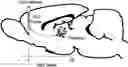 Fig. 01 - Thalamic Input to Orbitofrontal Cortex Drives Brain-Wide, Frequency-Dependent Inhibition Mediated By GABA and Zona Incerta