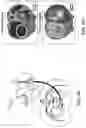 Fig. 18 - Thalamic Input to Orbitofrontal Cortex Drives Brain-Wide, Frequency-Dependent Inhibition Mediated By GABA and Zona Incerta