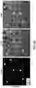 Fig. 36 - Thalamic Input to Orbitofrontal Cortex Drives Brain-Wide, Frequency-Dependent Inhibition Mediated By GABA and Zona Incerta