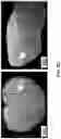 Fig. 39 - Thalamic Input to Orbitofrontal Cortex Drives Brain-Wide, Frequency-Dependent Inhibition Mediated By GABA and Zona Incerta