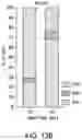 Fig. 55 - Thalamic Input to Orbitofrontal Cortex Drives Brain-Wide, Frequency-Dependent Inhibition Mediated By GABA and Zona Incerta