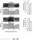 Fig. 61 - Thalamic Input to Orbitofrontal Cortex Drives Brain-Wide, Frequency-Dependent Inhibition Mediated By GABA and Zona Incerta