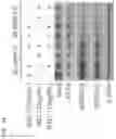 Fig. 46 - METHODS OF INCREASING RESPONSE TO CANCER RADIATION THERAPY
